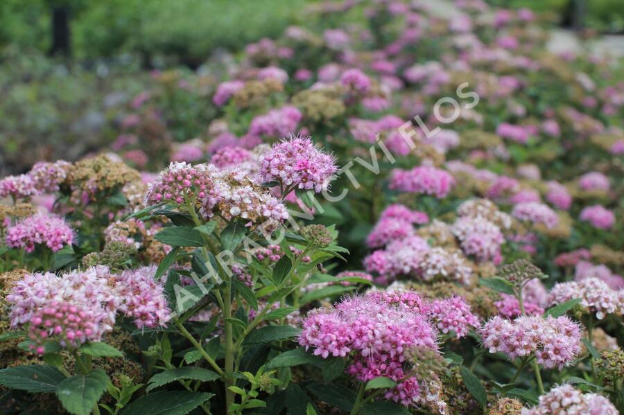 Tavolník japonský 'Fenna' - Spiraea japonica 'Fenna'