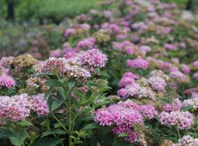 Tavolník japonský 'Fenna' - Spiraea japonica 'Fenna'