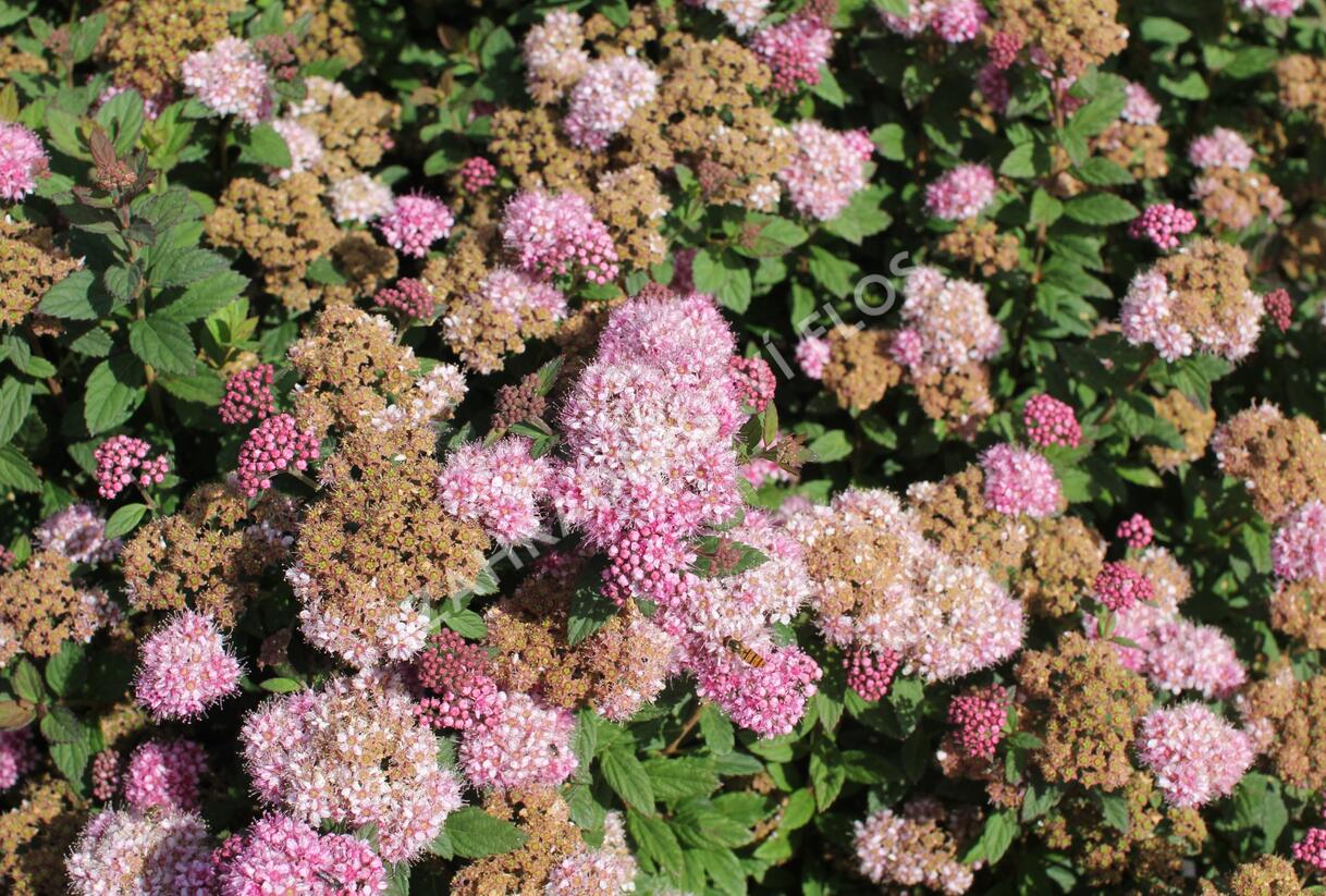 Tavolník japonský 'Odessa' - Spiraea japonica 'Odessa'