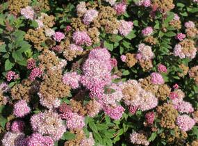 Tavolník japonský 'Odessa' - Spiraea japonica 'Odessa'