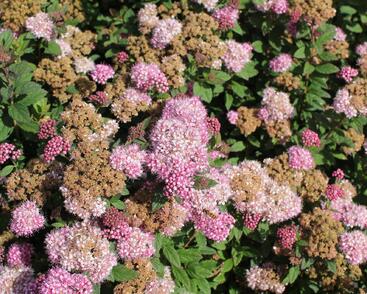 Tavolník japonský 'Odessa'