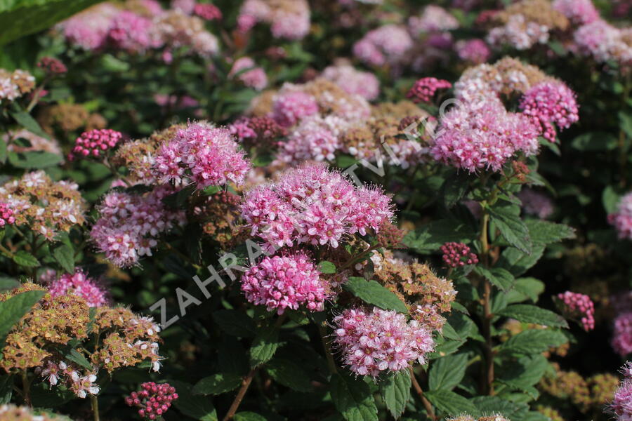 Tavolník japonský 'Odessa' - Spiraea japonica 'Odessa'
