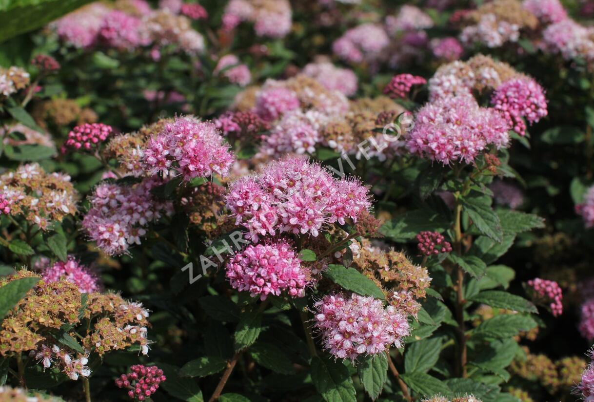 Tavolník japonský 'Odessa' - Spiraea japonica 'Odessa'