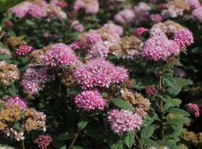 Tavolník japonský 'Odessa' - Spiraea japonica 'Odessa'
