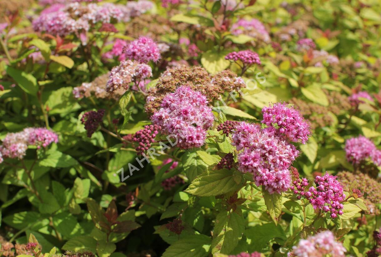 Tavolník japonský 'Tess' - Spiraea japonica 'Tess'