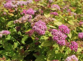 Tavolník japonský 'Tess' - Spiraea japonica 'Tess'