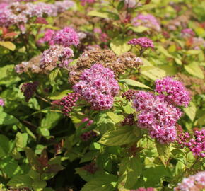 Tavolník japonský 'Tess' - Spiraea japonica 'Tess'