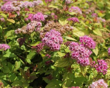 Tavolník japonský 'Tess'