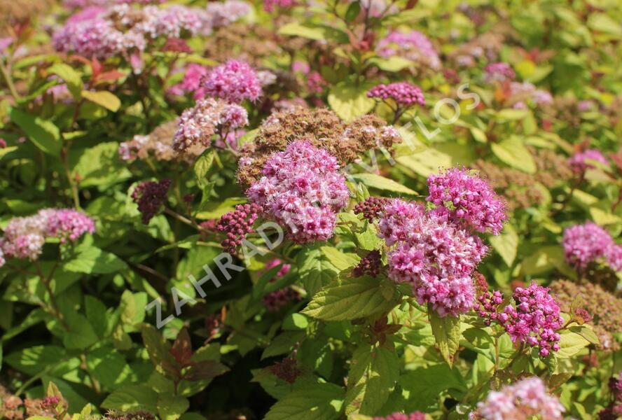 Tavolník japonský 'Tess' - Spiraea japonica 'Tess'