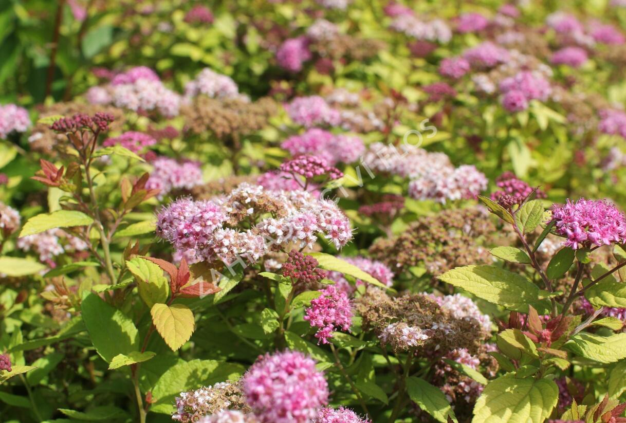 Tavolník japonský 'Tess' - Spiraea japonica 'Tess'
