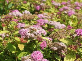 Tavolník japonský 'Tess' - Spiraea japonica 'Tess'