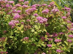 Tavolník japonský 'Caramel' - Spiraea japonica 'Caramel'