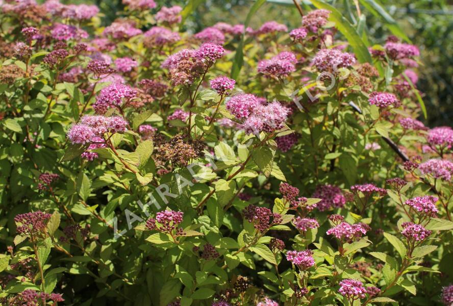 Tavolník japonský 'Caramel' - Spiraea japonica 'Caramel'
