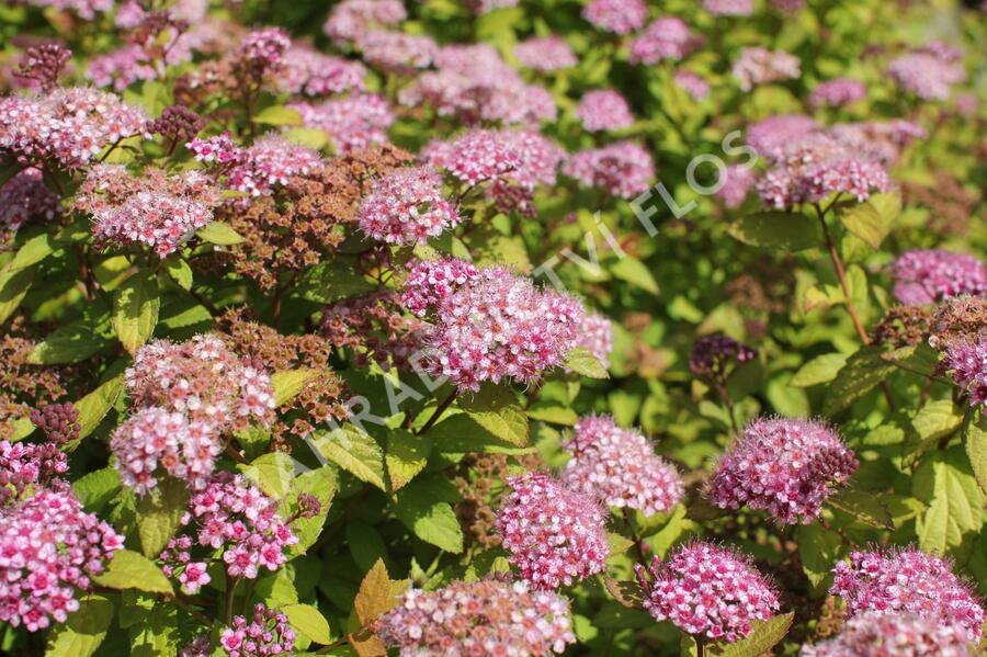 Tavolník japonský 'Caramel' - Spiraea japonica 'Caramel'