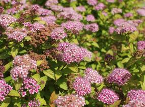 Tavolník japonský 'Caramel' - Spiraea japonica 'Caramel'