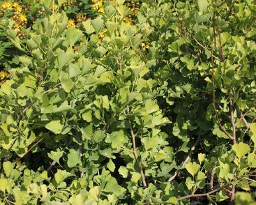 Jinan dvoulaločný 'Fastigiata Blagon'