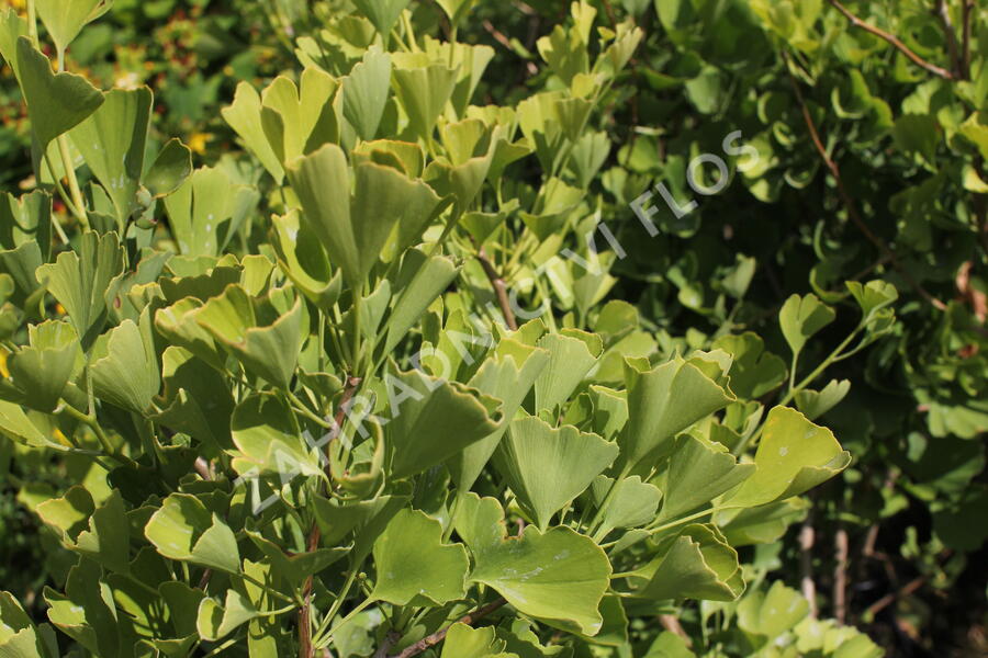 Jinan dvoulaločný 'Fastigiata Blagon' - Ginkgo biloba 'Fastigiata Blagon'