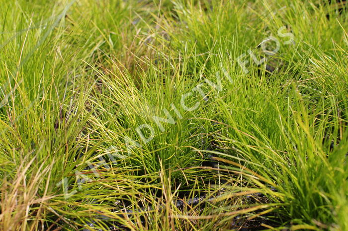 Metlička křivolaká 'Tatra Gold' - Deschampsia flexuosa 'Tatra Gold'