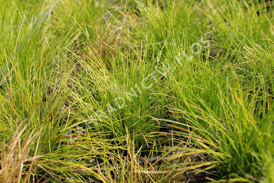 Metlička křivolaká 'Tatra Gold' - Deschampsia flexuosa 'Tatra Gold'