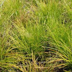 Metlička křivolaká 'Tatra Gold' - Deschampsia flexuosa 'Tatra Gold'