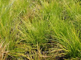 Metlička křivolaká 'Tatra Gold' - Deschampsia flexuosa 'Tatra Gold'