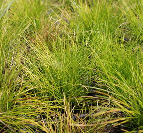 Metlička křivolaká 'Tatra Gold' - Deschampsia flexuosa 'Tatra Gold'