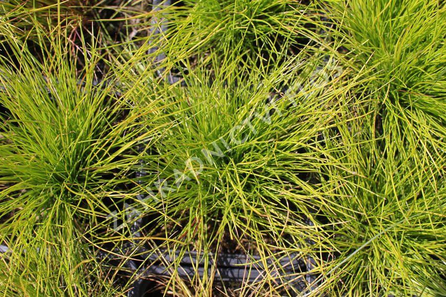 Metlička křivolaká 'Tatra Gold' - Deschampsia flexuosa 'Tatra Gold'