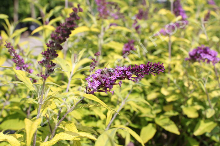 Motýlí keř, Komule Davidova 'Moonshine' - Buddleja davidii 'Moonshine'