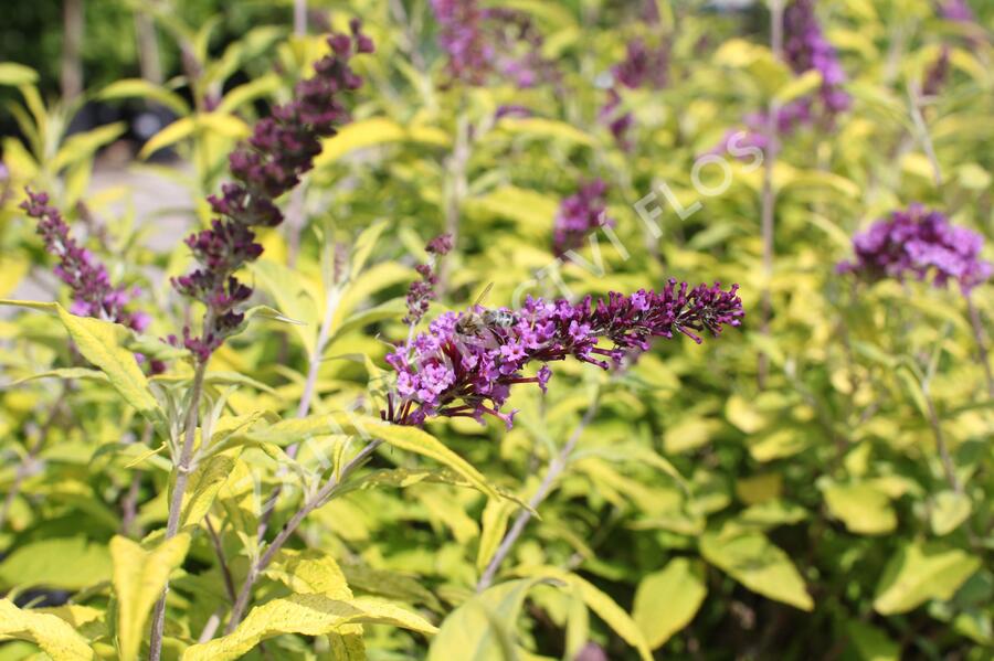 Motýlí keř, Komule Davidova 'Moonshine' - Buddleja davidii 'Moonshine'