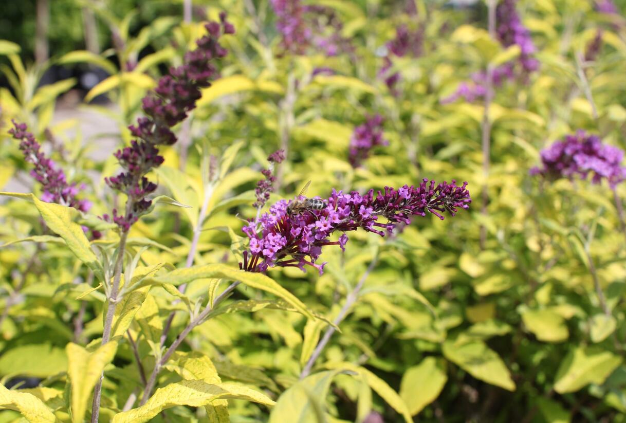Motýlí keř, Komule Davidova 'Moonshine' - Buddleja davidii 'Moonshine'