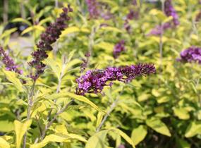 Motýlí keř, Komule Davidova 'Moonshine' - Buddleja davidii 'Moonshine'