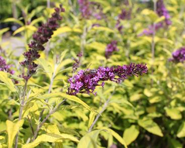 Motýlí keř, Komule Davidova 'Moonshine'