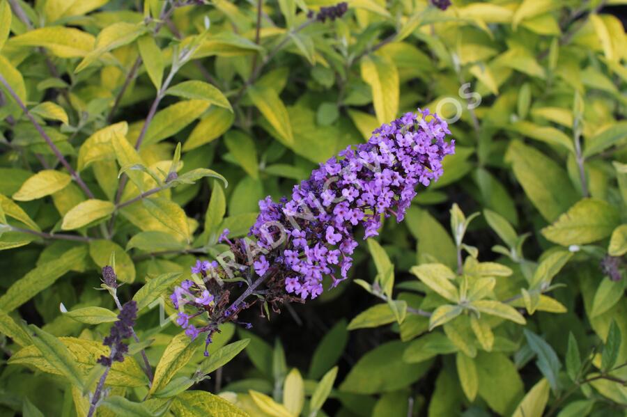 Motýlí keř, Komule Davidova 'Moonshine' - Buddleja davidii 'Moonshine'
