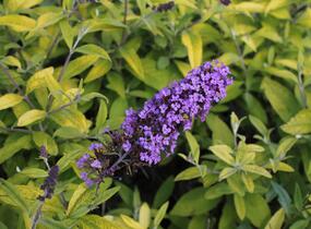 Motýlí keř, Komule Davidova 'Moonshine' - Buddleja davidii 'Moonshine'