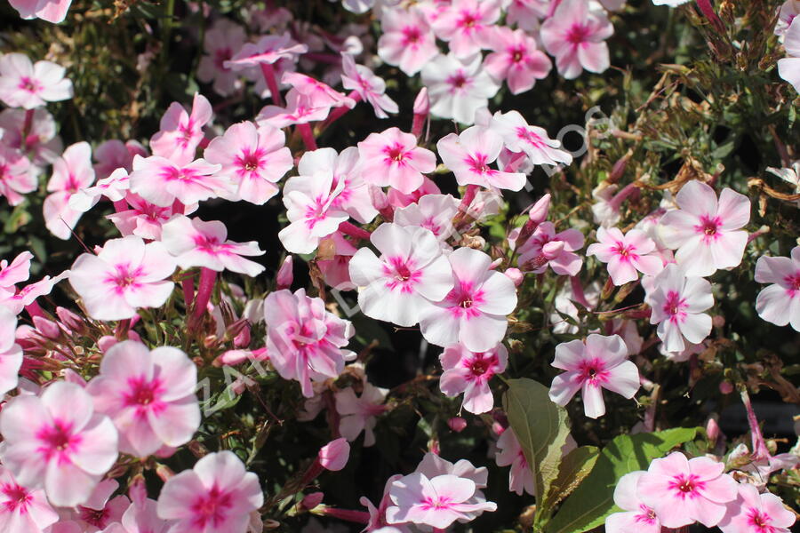 Plamenka latnatá 'Early Pink' - Phlox paniculata 'Early Pink'