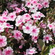 Plamenka latnatá 'Early Pink' - Phlox paniculata 'Early Pink'