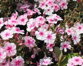 Plamenka latnatá 'Early Pink'