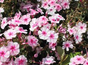 Plamenka latnatá 'Early Pink' - Phlox paniculata 'Early Pink'