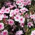 plamenka-latnata-early-pink.jpg