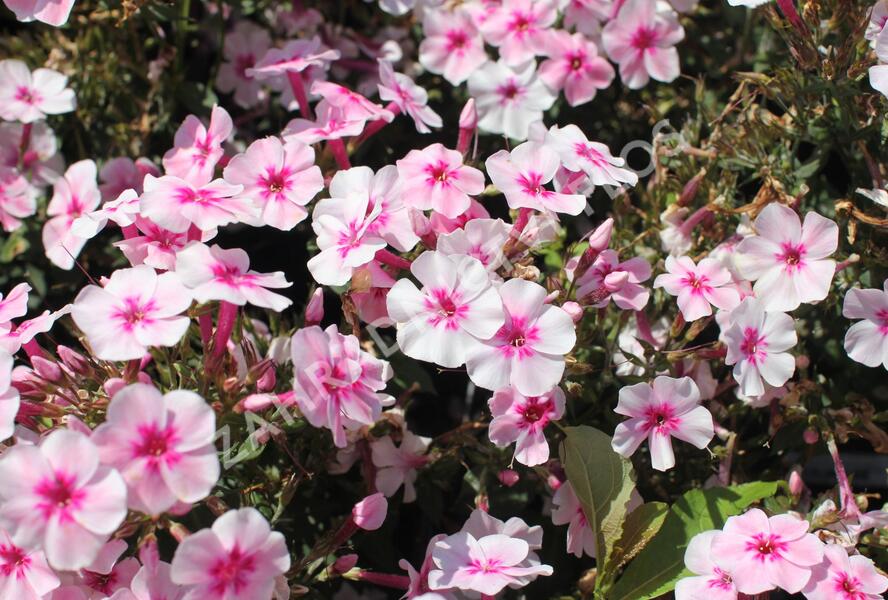 Plamenka latnatá 'Early Pink' - Phlox paniculata 'Early Pink'