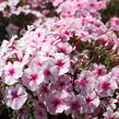 Plamenka latnatá 'Early Pink' - Phlox paniculata 'Early Pink'