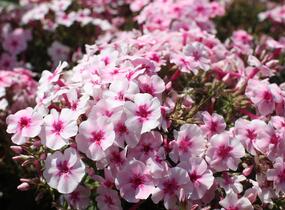 Plamenka latnatá 'Early Pink' - Phlox paniculata 'Early Pink'