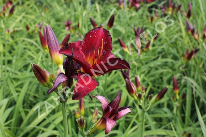 Denivka 'Ruby Stella' - Hemerocallis 'Ruby Stella'