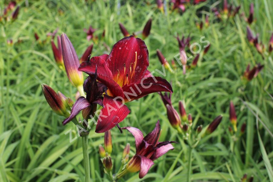 Denivka 'Ruby Stella' - Hemerocallis 'Ruby Stella'