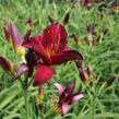 Denivka 'Ruby Stella' - Hemerocallis 'Ruby Stella'