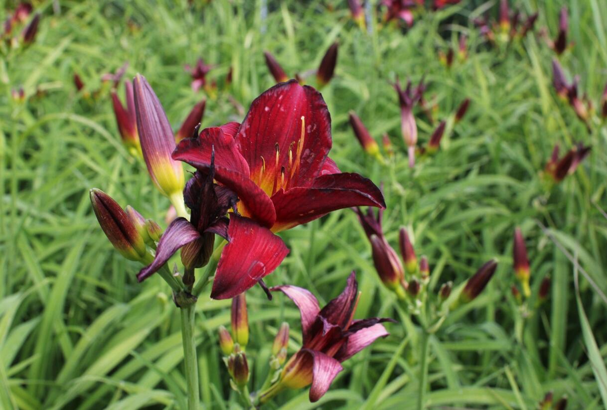Denivka 'Ruby Stella' - Hemerocallis 'Ruby Stella'