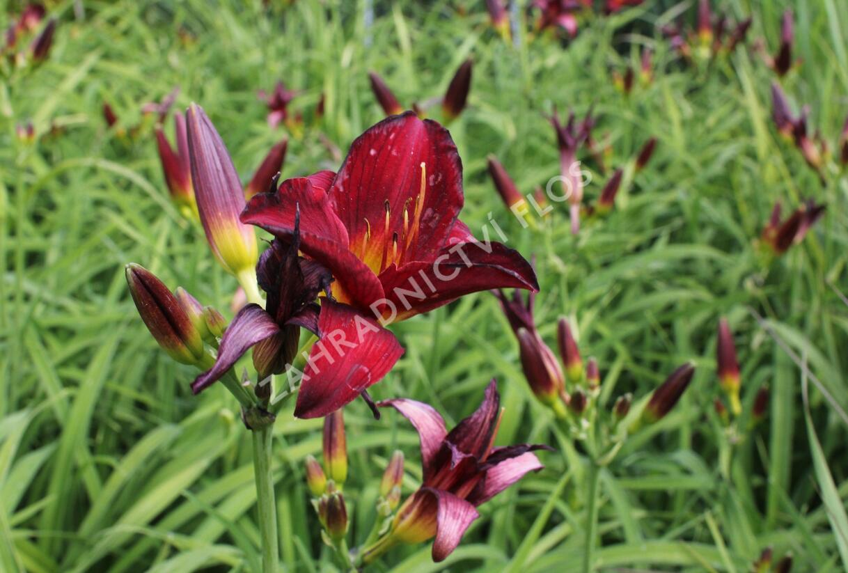 Denivka 'Ruby Stella' - Hemerocallis 'Ruby Stella'