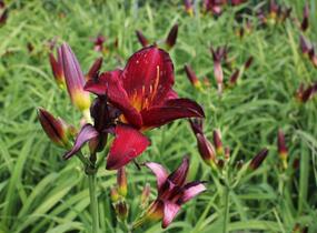 Denivka 'Ruby Stella' - Hemerocallis 'Ruby Stella'
