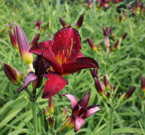 Denivka 'Ruby Stella' - Hemerocallis 'Ruby Stella'