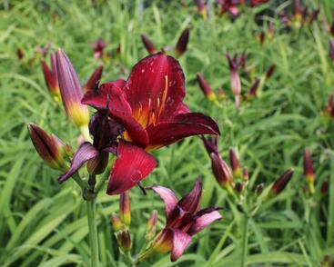 Denivka 'Ruby Stella'